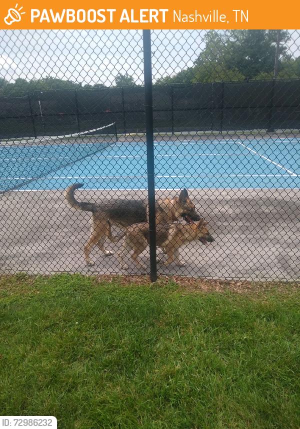 Found/Stray Unknown Dog last seen Brandywine Apts, Nashville, TN 37211