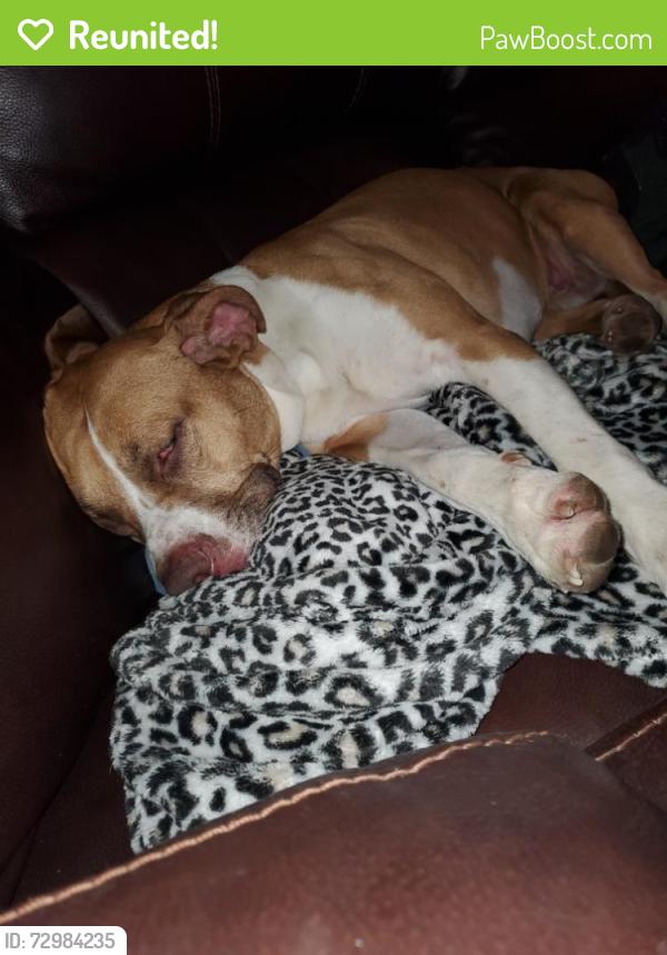 Reunited Female Dog last seen Near Calvary Church, Sumner, WA 98390