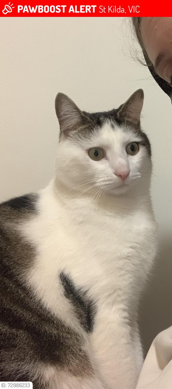 Lost Male Cat last seen Barkly street & Waterloo crescent st kilda, St Kilda, VIC 3182