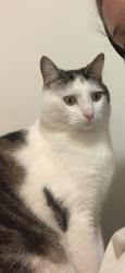 Lost Male Cat last seen Barkly street & Waterloo crescent st kilda, St Kilda, VIC 3182
