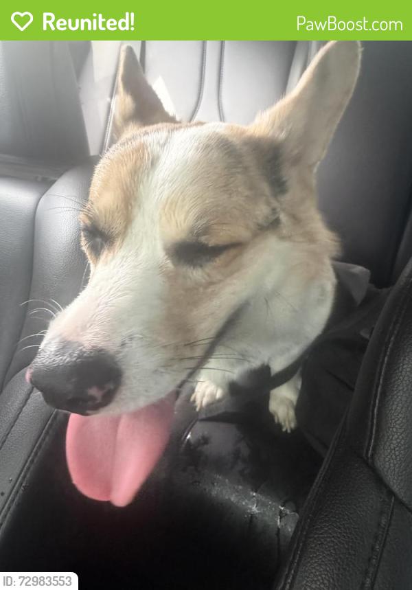Reunited Male Dog last seen Hayward, Baltimore, MD 21215