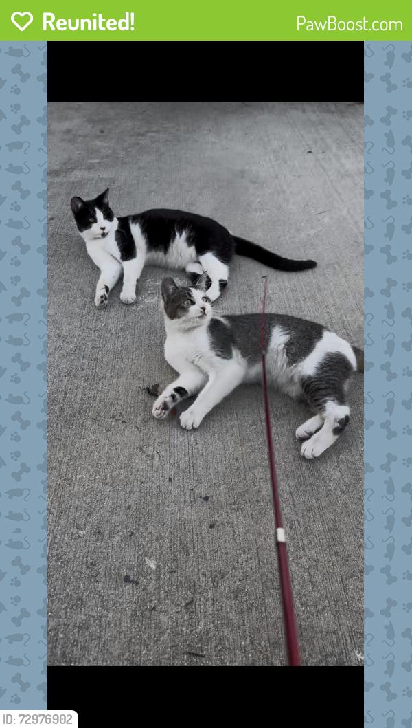 Reunited Male Cat last seen Saybrook , East Los Angeles, CA 90022