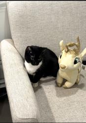 Lost Female Cat last seen Plitt ave, Farmingdale, NY 11735