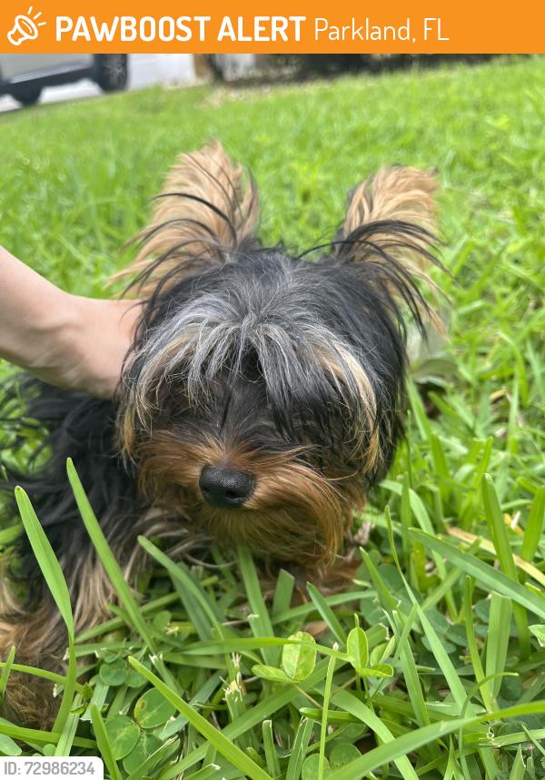 Found/Stray Male Dog last seen Near NW 60th Lane, Parkland, FL 33067