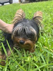 Found/Stray Male Dog last seen Near NW 60th Lane, Parkland, FL 33067
