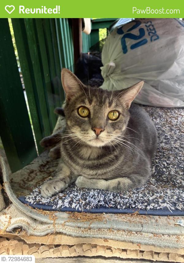 Reunited Male Cat last seen Near carriage dr, Nashville, TN 37221