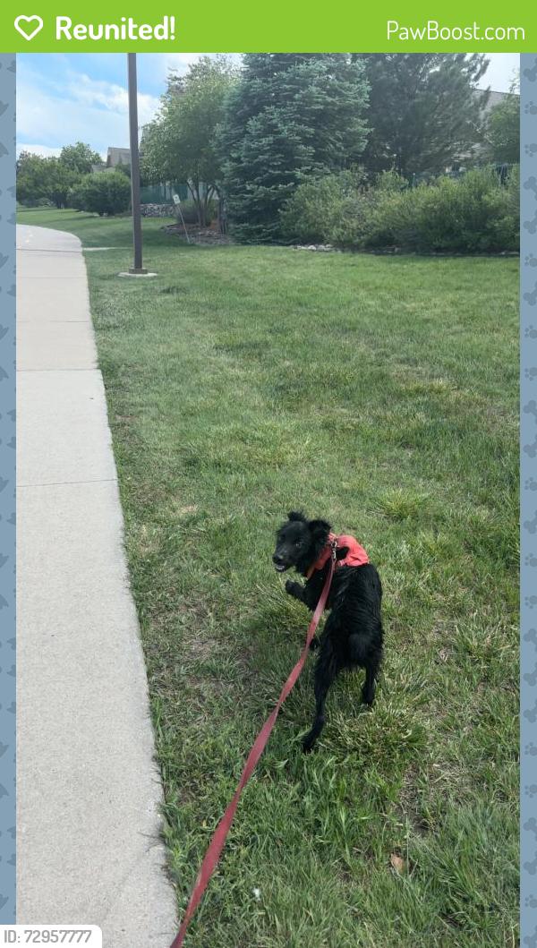 Reunited Female Dog last seen The Corner , Boulder, CO 80302