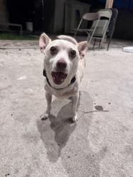 Found/Stray Male Dog last seen Strawberry park, Pasadena, TX 77502