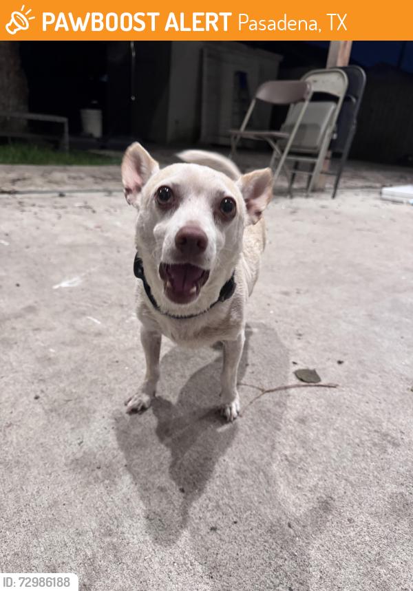 Found/Stray Male Dog last seen Strawberry park, Pasadena, TX 77502