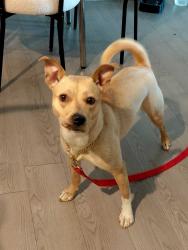 Lost Female Dog last seen Grandview Dr., Simpsonville, SC 29681