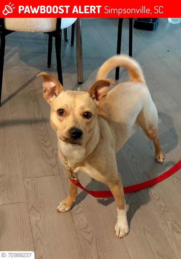 Lost Female Dog last seen Grandview Dr., Simpsonville, SC 29681