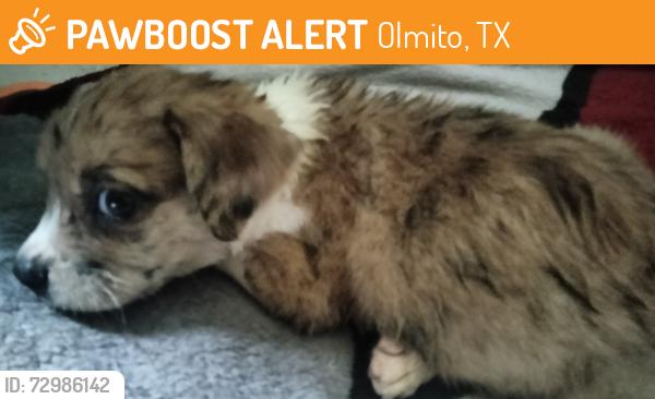 Found/Stray Male Dog last seen Fresnos Rd and Old highway 77, Olmito, TX 78575