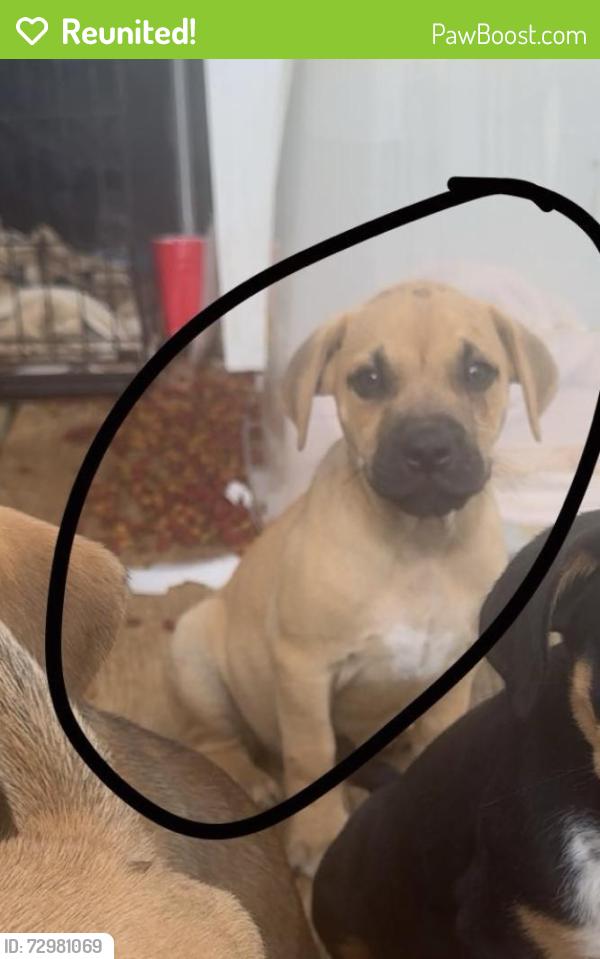 Reunited Male Dog last seen Prospect rd cohutta Ga , Whitfield County, GA 30710