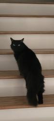 Reunited Female Cat last seen Anderson Grant Community, Woodruff, SC 29388