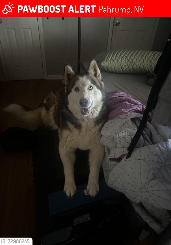 Lost Female Dog last seen E Blosser Ranch & Hwy 160, Pahrump, NV 89060