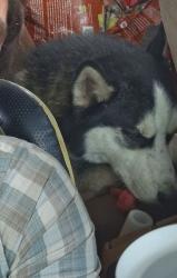 Lost Male Dog last seen Last seen near Dunkin Drive thru on 91st n Thomas , Phoenix, AZ 85037