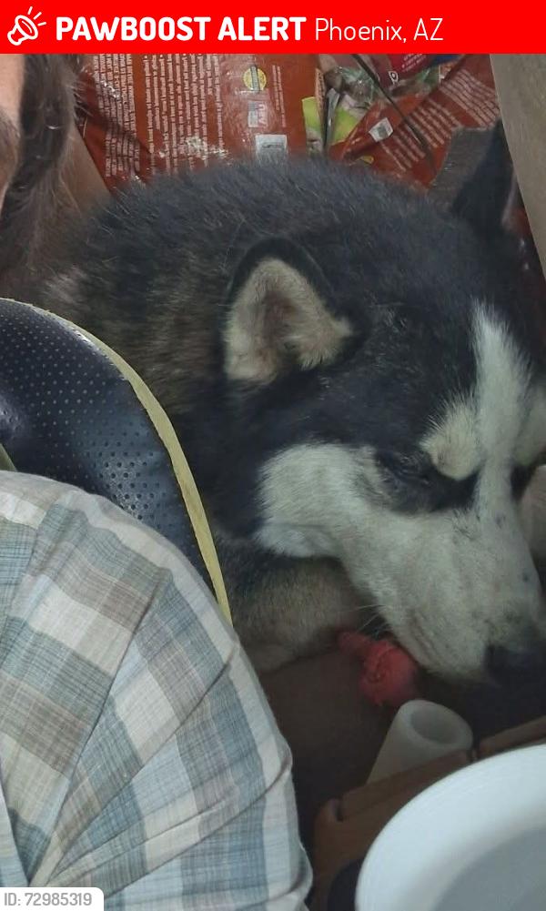 Lost Male Dog last seen Last seen near Dunkin Drive thru on 91st n Thomas , Phoenix, AZ 85037