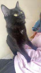 Lost Female Cat last seen On Main Street, between Terminal Street and National Street. Vancouver , Vancouver, BC V6A 4B6