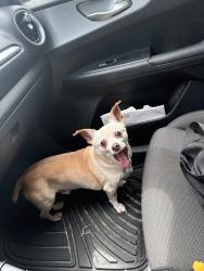 Reunited Male Dog last seen Parkside Pointe Blvd, Apopka, FL 32712, USA, Apopka, FL 32712