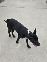 Found/Stray Male Dog last seen Troy Ave, South El Monte, South El Monte, CA 91733