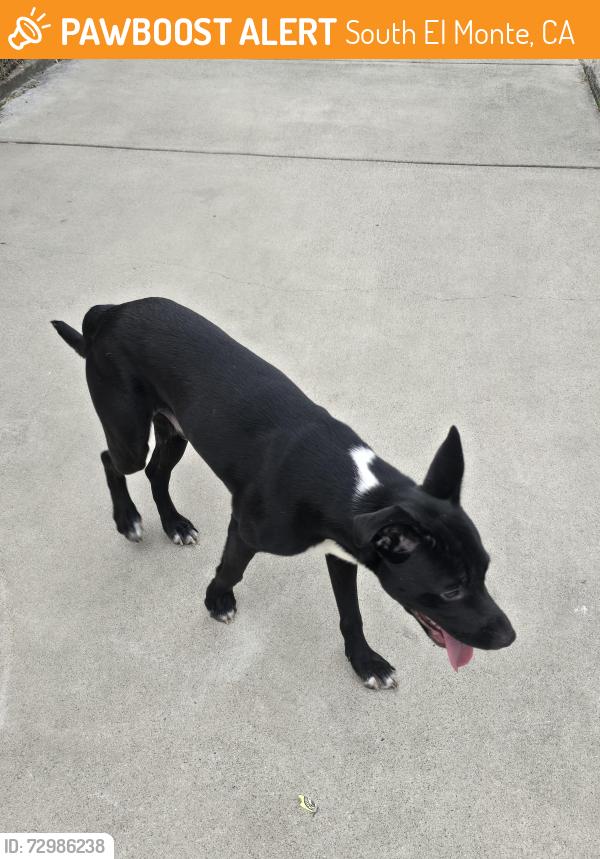 Found/Stray Male Dog last seen Troy Ave, South El Monte, South El Monte, CA 91733