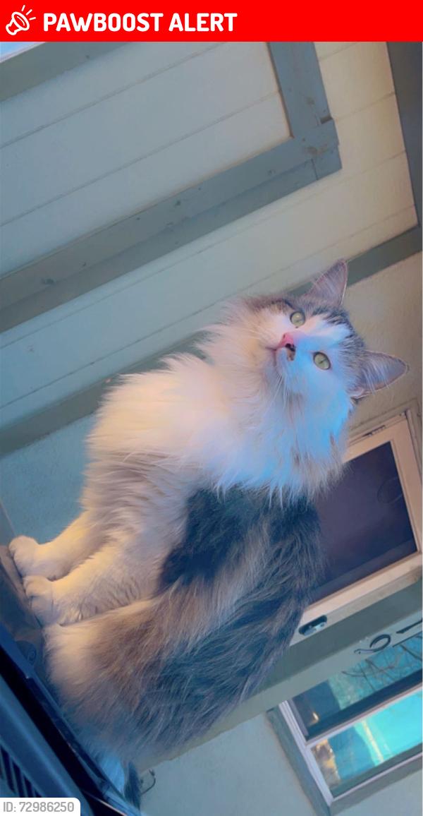 Lost Female Cat last seen Austin bluffs, Colorado Springs, CO 80918