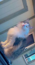 Lost Female Cat last seen Austin bluffs, Colorado Springs, CO 80918