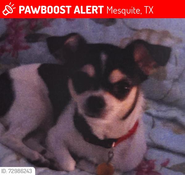 Lost Female Dog last seen La Prada and Sarazen , Mesquite, TX 75150
