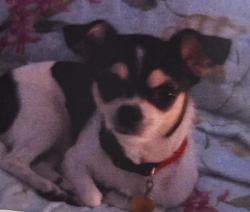 Lost Female Dog last seen La Prada and Sarazen , Mesquite, TX 75150