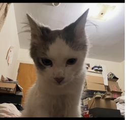Lost Female Cat last seen Mariposa Ave and 139th St (Gardena), Gardena, CA 90247