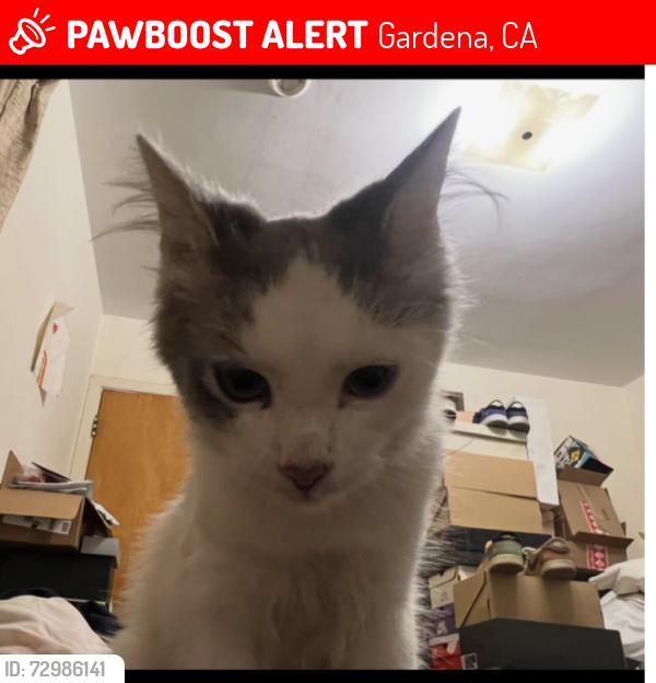 Lost Female Cat last seen Mariposa Ave and 139th St (Gardena), Gardena, CA 90247