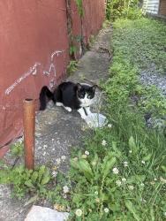 Found/Stray Unknown Cat last seen Vliet street, Cohoes, NY 12047