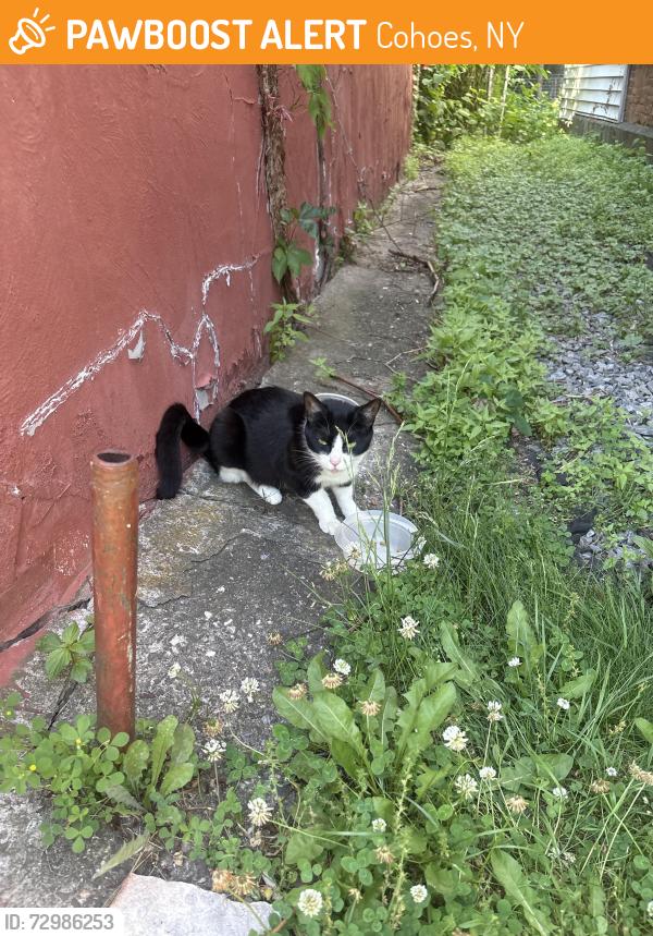 Found/Stray Unknown Cat last seen Vliet street, Cohoes, NY 12047
