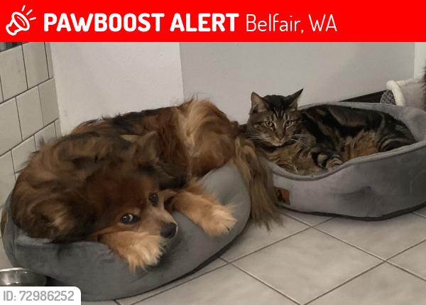 Lost Male Dog last seen Near state route 106, belfair, wa 98528, Belfair, WA 98528