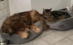 Lost Male Dog last seen Near state route 106, belfair, wa 98528, Belfair, WA 98528