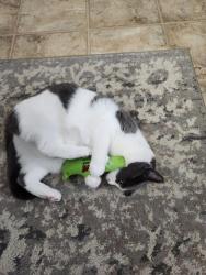 Reunited Female Cat last seen Shuba Lane, Bassetts Bridge Road, S Bedlam Rd, CT 06235