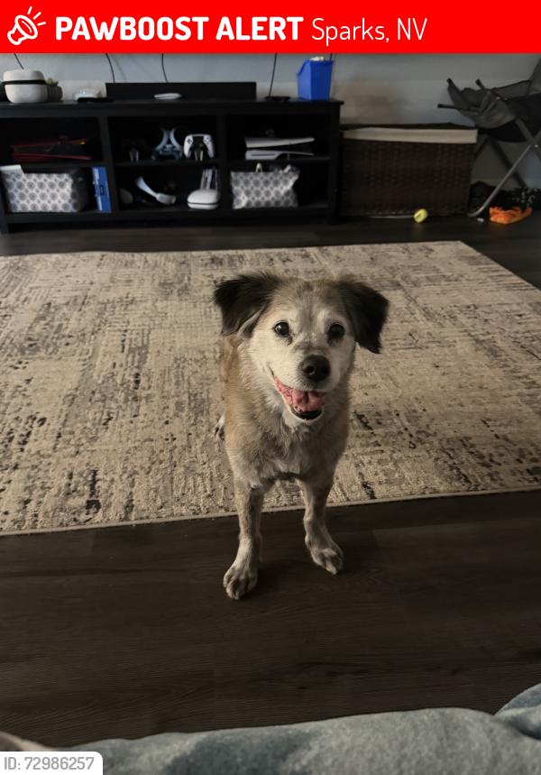 Lost Female Dog last seen Ditch Rider rd & Rising Tides dr or vista del rancho, Sparks, NV 89436