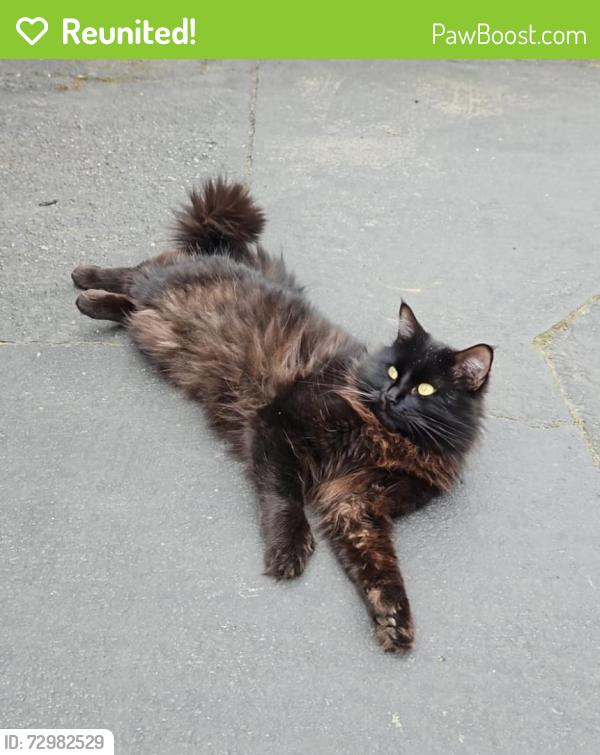 Reunited Male Cat last seen 52nd Ave S, Auburn, WA 98001
