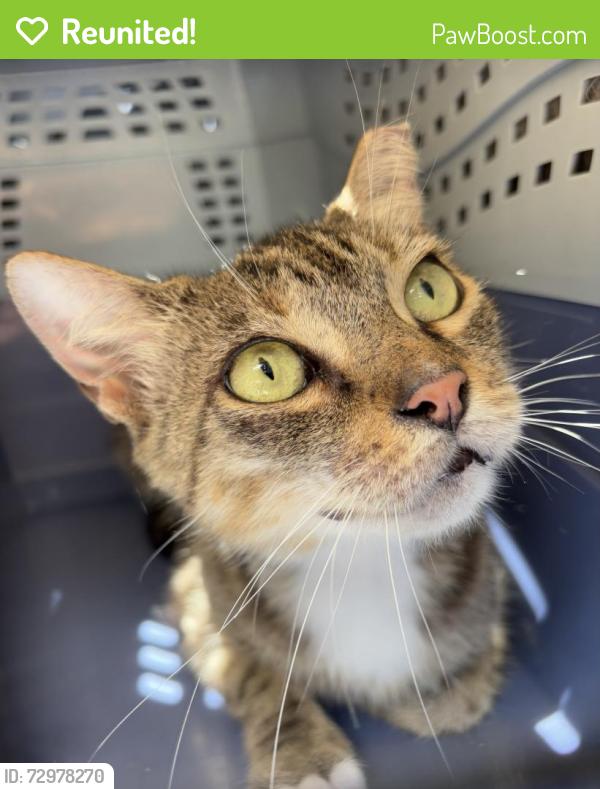 Reunited Unknown Cat last seen Port St. Lucie, Port St. Lucie, FL 34986