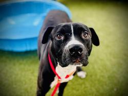Shelter Stray Male Dog last seen , 2769 Conroy Rd, Orlando, FL 32839, USA