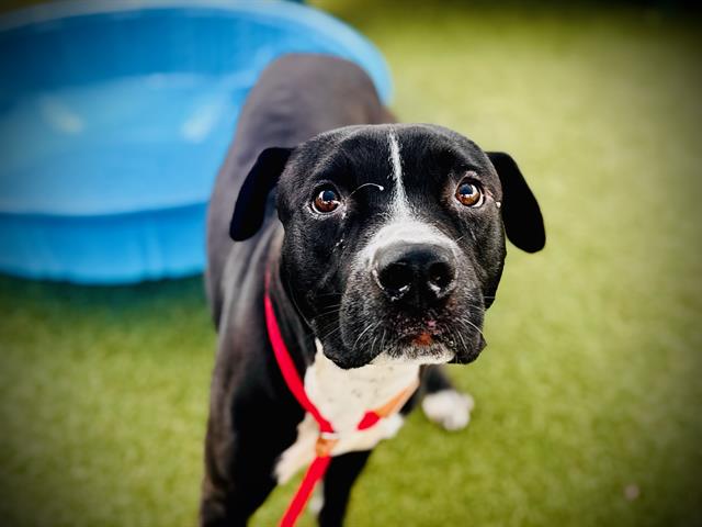 Shelter Stray Male Dog last seen , 2769 Conroy Rd, Orlando, FL 32839, USA
