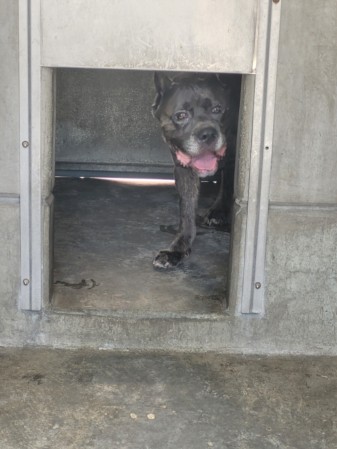 Shelter Stray Male Dog last seen , 957 N Gaffey St, San Pedro, CA 90731, USA