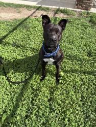 Shelter Stray Female Dog last seen Near BLOCK PUEBLO BLVD WAY, PUEBLO CO 81005, 4600 Eagleridge Pl, Pueblo, CO 81008, USA