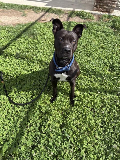 Shelter Stray Female Dog last seen Near BLOCK PUEBLO BLVD WAY, PUEBLO CO 81005, 4600 Eagleridge Pl, Pueblo, CO 81008, USA