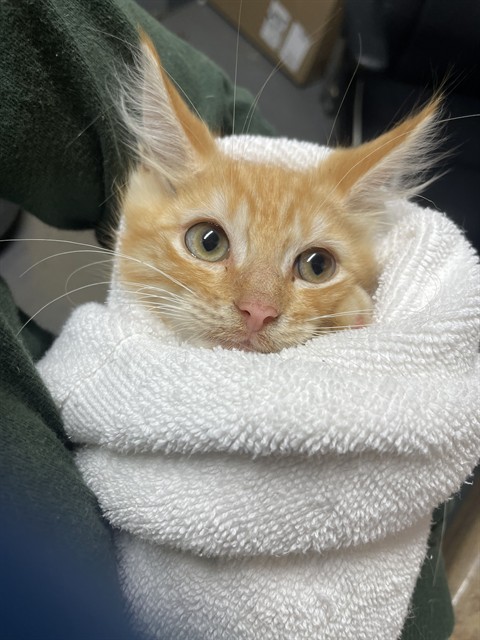 Shelter Stray Male Cat last seen Near BLOCK BUDHENRY PL, TALLAHASSEE FL 32317, 1125 Easterwood Dr, Tallahassee, FL 32311, USA