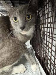 Shelter Stray Female Cat last seen , 11361 W Pico Blvd, Los Angeles, CA 90064, USA