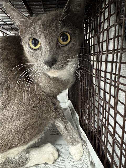 Shelter Stray Female Cat last seen , 11361 W Pico Blvd, Los Angeles, CA 90064, USA