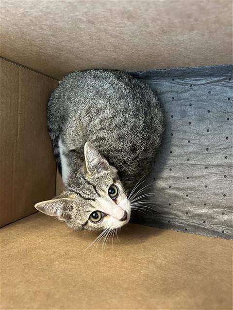 Shelter Stray Female Cat last seen BLOCK OF 9700 DUGAS, 4710 TX-151, San Antonio, TX 78227, USA