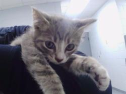 Shelter Stray Male Cat last seen CHARLOTTE, 8315 Byrum Dr, Charlotte, NC 28217, USA