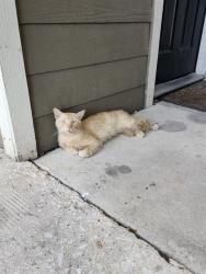 Shelter Stray Male Cat last seen Near BLOCK INGRAM RD, 4710 TX-151, San Antonio, TX 78227, USA